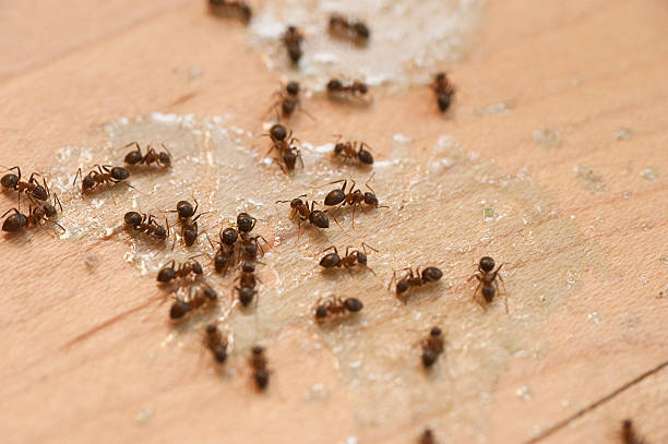 Best Pest Control Near Me  in Alpharetta, GA